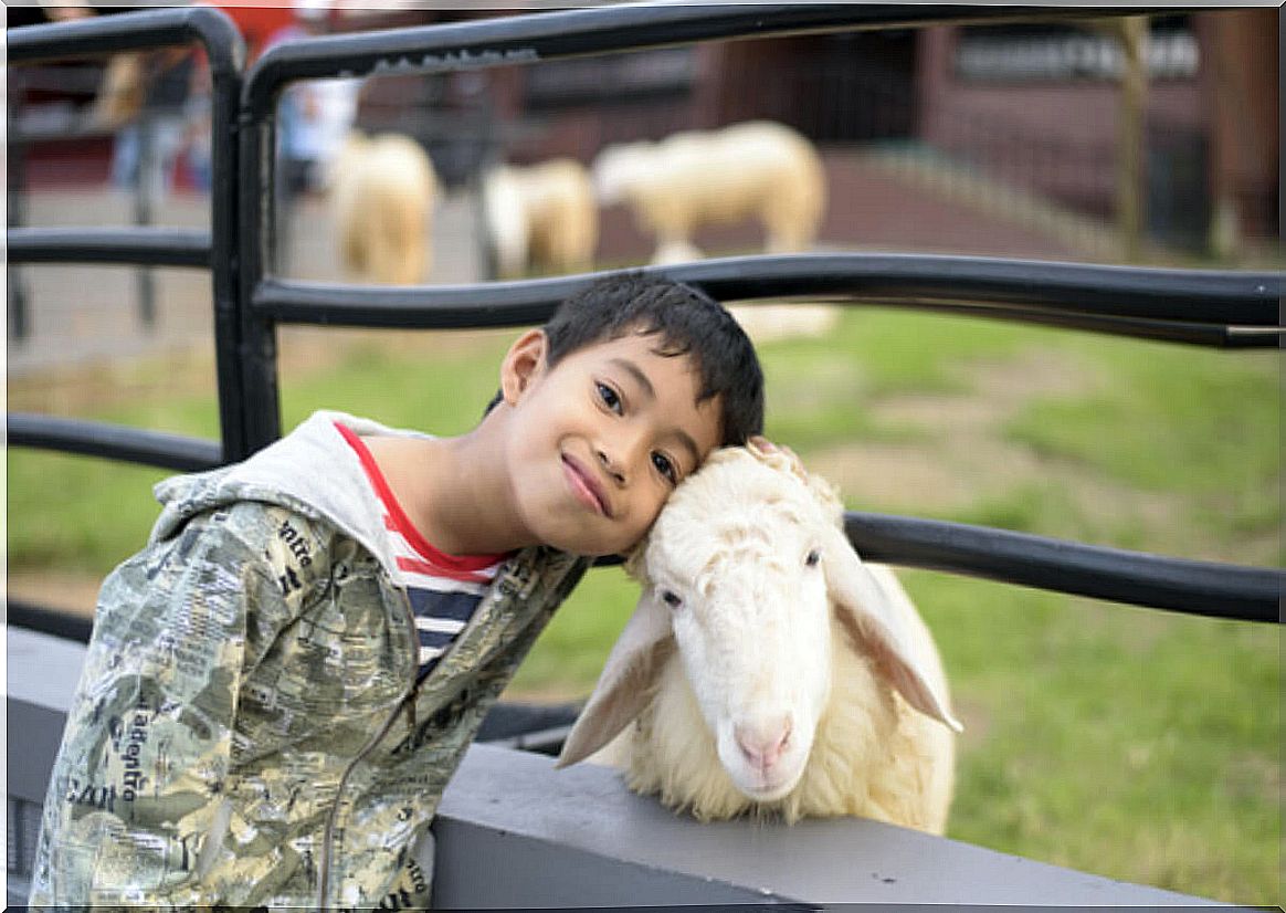 Seeing animals is one of the things that make your child happy, like this child, who hugs a sheep.