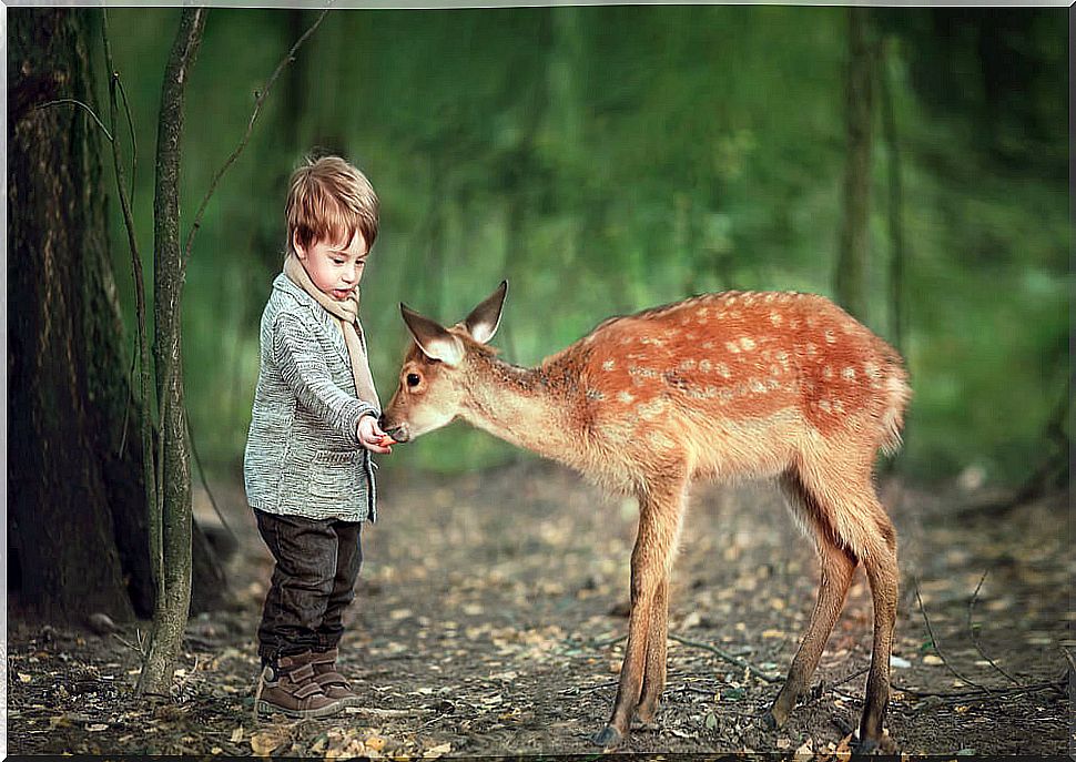 Child feeding a fawn in the forest.