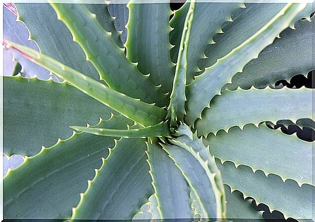 aloe-vera-678040_640